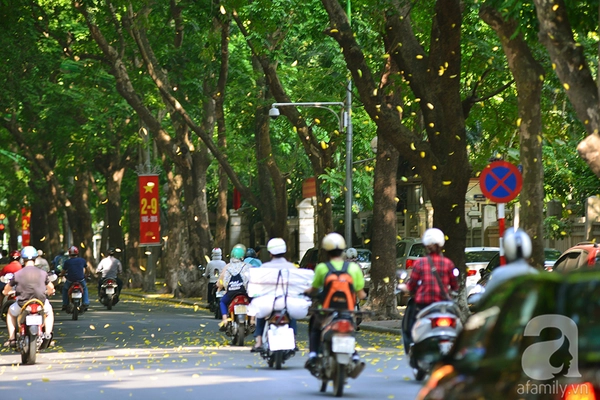 Nhung-tham-la-vang-mua-thu-ha-noi